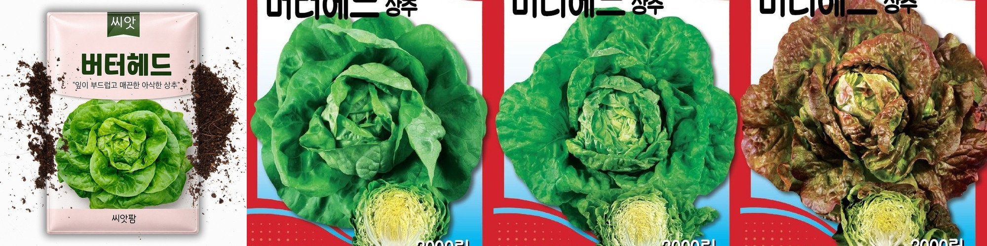 멕시코감자 얌빈 히카마씨앗 50립 채소 종자