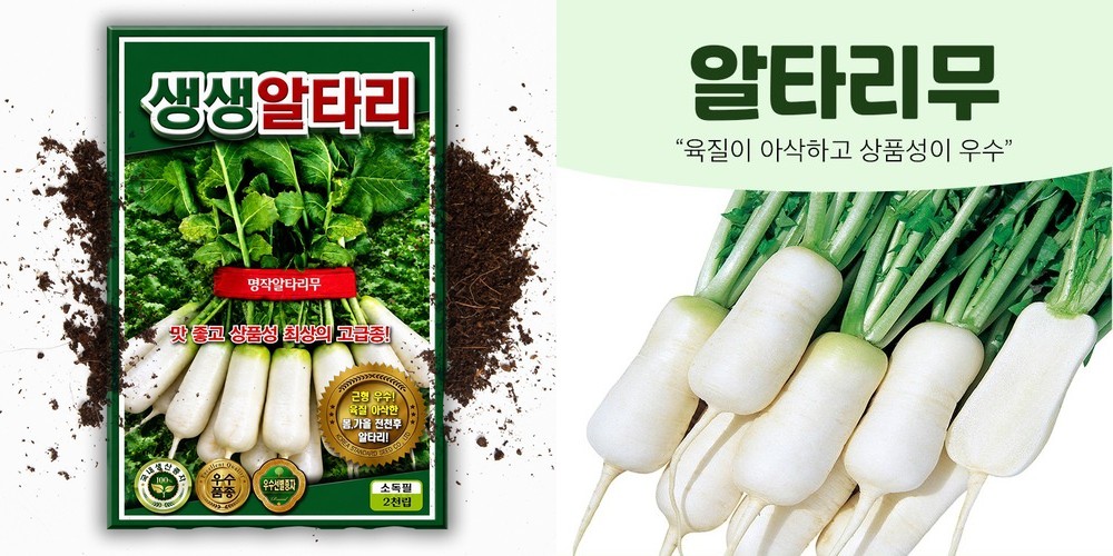 멕시코감자 얌빈 히카마씨앗 50립 채소 종자