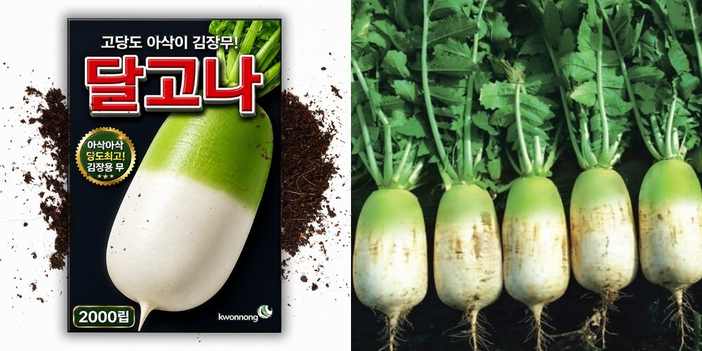 멕시코감자 얌빈 히카마씨앗 50립 채소 종자