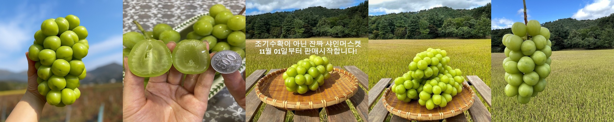 [당도선별] 프리미엄 고당도 골드 파인애플 망고파인 1통 잎제거