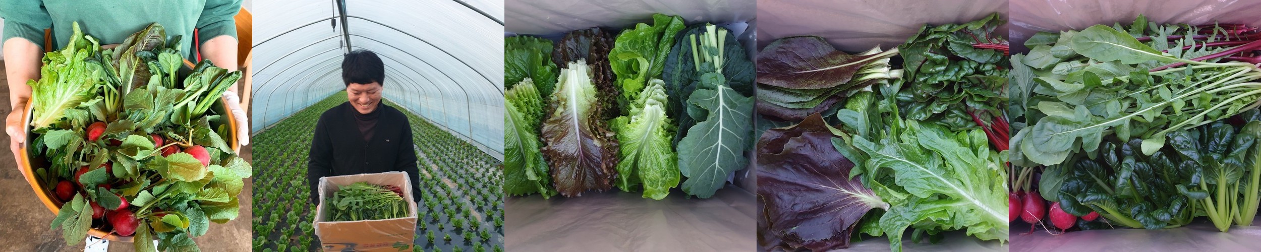 당일수확 쌈채소 모듬 쌈야채 1kg